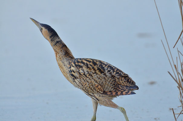 ROHRDOMMEL, BITTERN, BOTAURUS STELLARIS