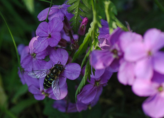 POSTHORN-WALDSCHWEBFLIEGE, DASYSYRPHUS FRIULIENSIS