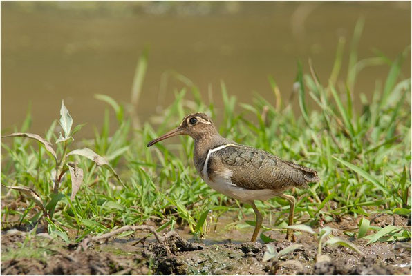 GOLDSCHNEPFE, GREATER PAINTED-SNIPE, ROSTRATULA BENGHALENSIS