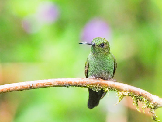 Kupferglanz-Höschenkolibri, Greenish Puffleg - Haplophaedia aureliae
