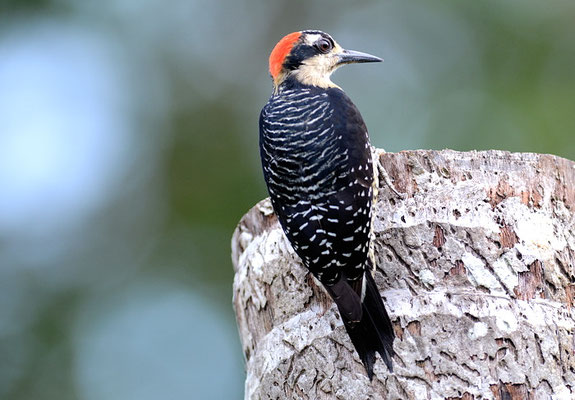 SCHLÄFENFLECKENSPECHT, BLACK-CHEEKED WOODPECKER, MELANERPES PUCHERANI