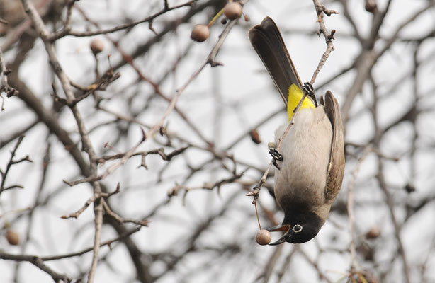 GELBSTEISSBÜLBÜL, WHITE-SPECTACLED BULBUL, PYCNONOTUS XANTHOPYGOS