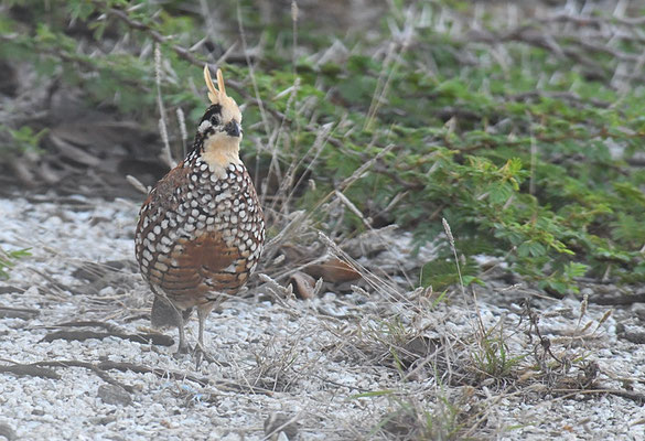 HAUBENWACHTEL, CRESTED BOBWHITE, COLINUS CRISTATUS