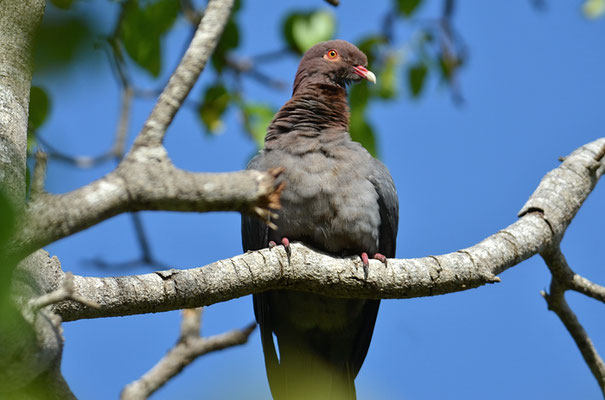 ANTILLENTAUBE, SCALY-NAPED PIGEON, PATAGIOENAS SQUAMOSA