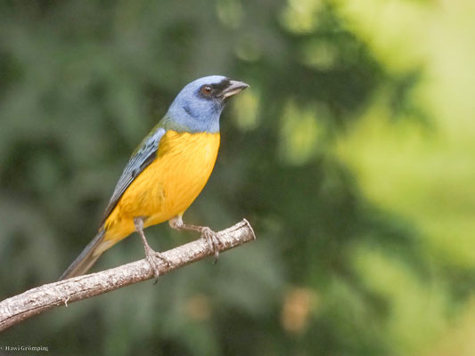 Schwarzstirntangare, Blue-and-yellow Tanager - Pipraeidea bonariensis