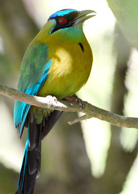 BLAUSCHEITELMOTMOT, BLUE-CROWNED MOTMOT, MOMOTUS MOMOTA