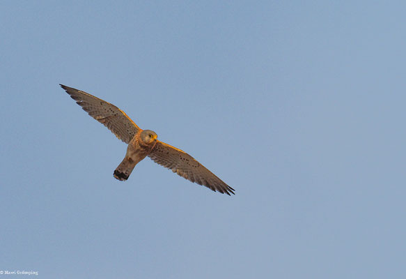 Rötelfalke, Lesser Kestrel-Falco naumanni