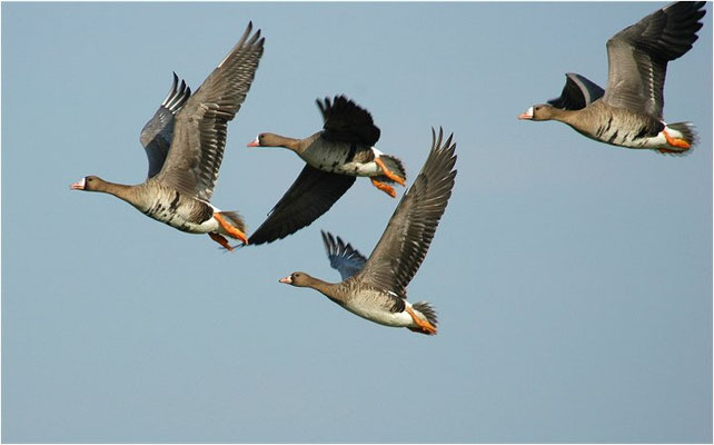 BLÄSSGANS, WHITE-FRONTED GOOSE, ANSER ALBIFRONS