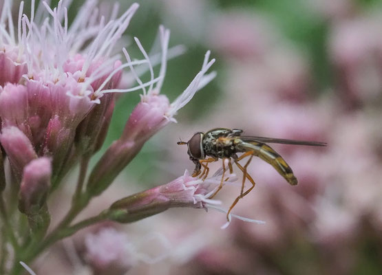 GLÄNZENDE SCHWARZKOPFSCHWEBFLIEGE, MELANOSTOMA MELLINUM