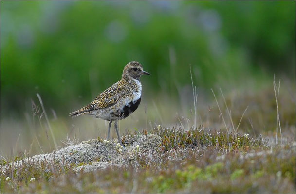 GOLDREGENPFEIFER, GOLDEN PLOVER, PLUVIALIS APRICARIA