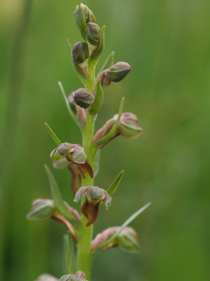 Grüne Hohlzunge (Coeloglossum viride)