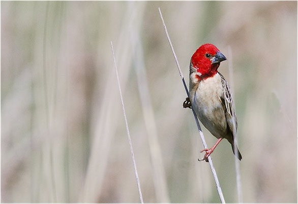 ROTKOPFWEBER, RED-HEADED QUELEA, QUELEA ERYTHROPS