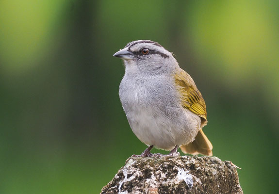 PANAMAAMMER, BLACK-STRIPED SPARROW, ARREMONOPS CONIROSTRIS