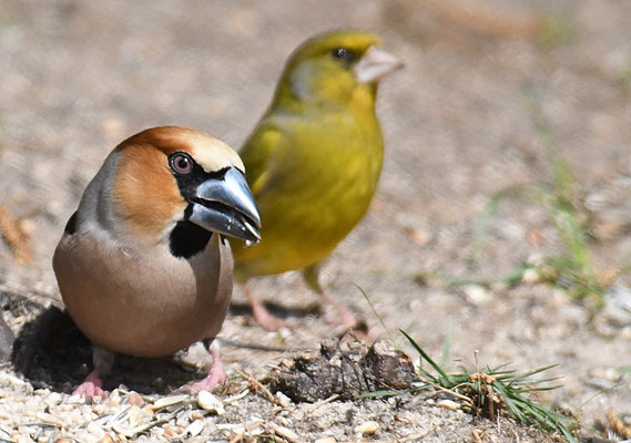 KERNBEISSER, HAWFINCH, COCCOTHRAUSTES  COCCOTHRAUSTES
