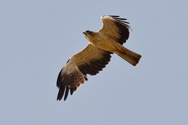 ZWERGADLER, BOOTED EAGLE, AQUILA PENNATA