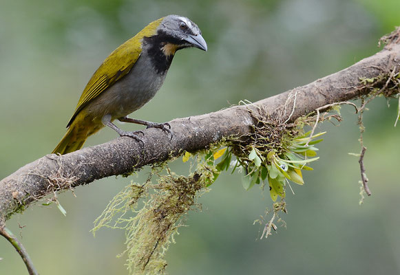 BUNTKEHLSALTATOR, BUFF-THROATED SALTATOR, SALTATOR MAXIMUS