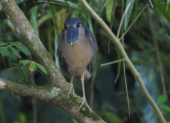 KAHNSCHNABEL, BOAT-BILLED HERON, COCHLEARIUS COCHLEARIUS