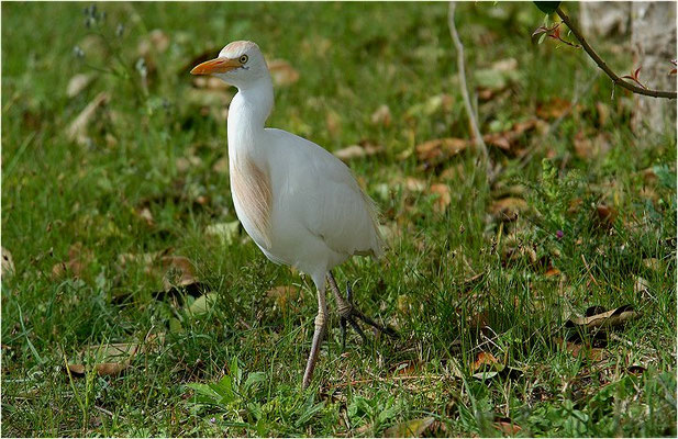 KUHREIHER, CATTLE EGRET, BUBULCUS IBIS