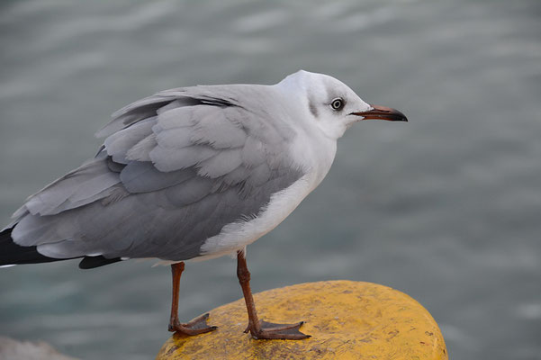 GRAUKOPFMÖWE, GREY-HEADED GULL, CHROICOCEPHALUS CIRROCEPHALUS
