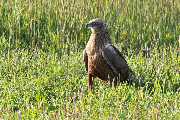 ROTMILAN, RED KITE, MILVUS MILVUS