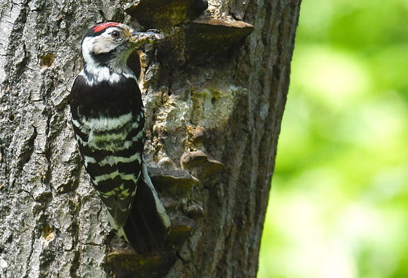 KLEINSPECHT, LESSER SPOTTED WOODPECKER, DENDROCOPOS MINOR