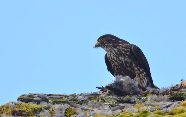 WANDERFALKE, PEREGRINE FALCON, FALCO PEREGRINUS