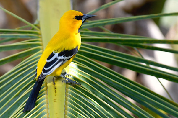 ORANGEBRUSTTRUPIAL, YELLOW ORIOLE, ICTERUS NIGROGULARIS