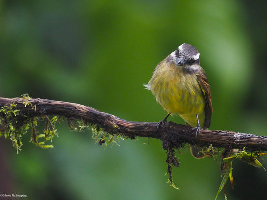 ANDENMASKENTYRANN, GOLDEN-CROWNED FLYCATCHER - MYIODYNASTES CHRYSOCEPHALUS