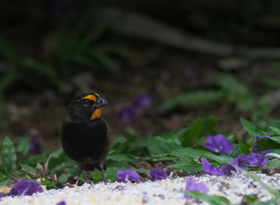  GROSSER KUBAFINK, YELLOW-FACED GRASSQUIT, TIARIS OLIVACEUS