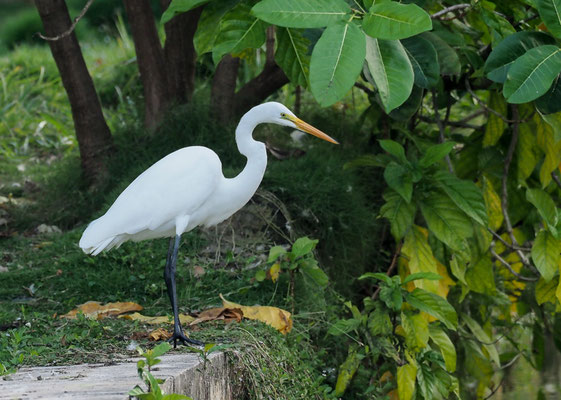 SILBERREIHER, GREAT EGRET, ARDEA ALBA