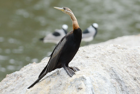 Afrikanischer Schlangenhalsvogel, African darter, Anhinga rufa