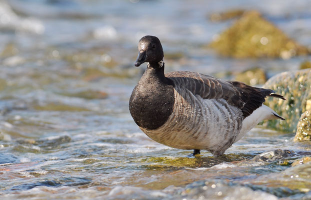 RINGELGANS, BRENT GOOSE, BRANTA BERNICLA hrota