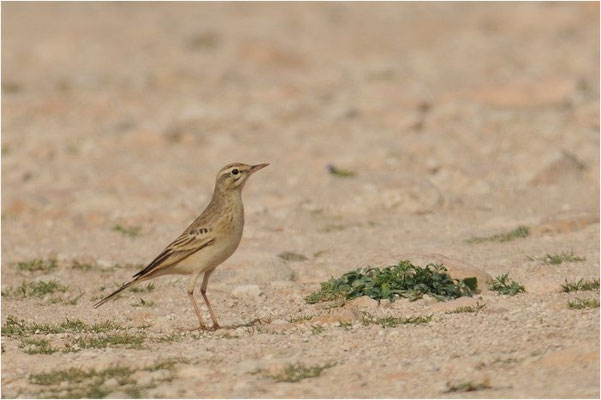 BRACHPIEPER, TAWNY PIPIT, ANTHUS CAMPESTRIS