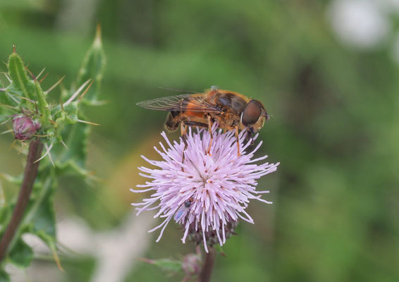 GEMEINE KEILFLECKSCHWEBFLIEGE, ERISTALIS PERTINAX