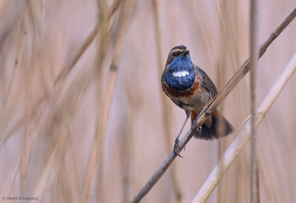 BLAUKEHLCHEN, BLUETHROAT, LUSCINIA SVECICA