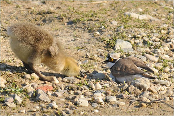 FLUSSREGENPFEIFER, LITTLE RINGED PLOVER, CHARADRIUS DUBIUS