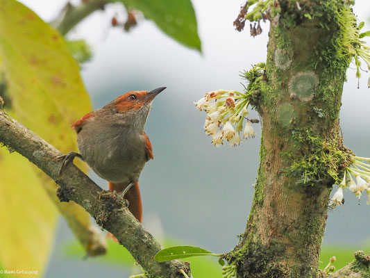 GRAUKEHLSCHLÜPFER, SLATY SPINETAIL - SYNALLAXIS BRACHYURA