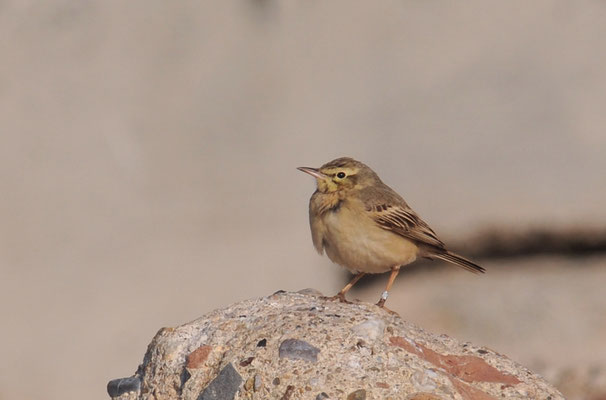 BRACHPIEPER, TAWNY PIPIT, ANTHUS CAMPESTRIS