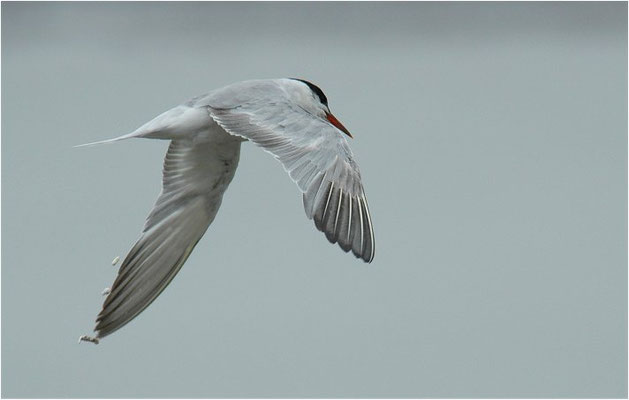 FLUSSSEESCHWALBE, COMMON TERN, STERNA HIRUNDO