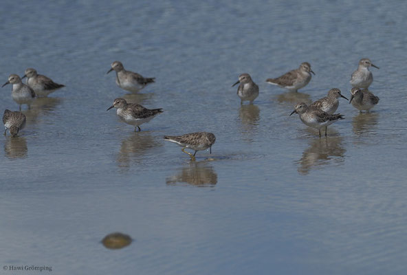 WIESENSTRANDLÄUFER, LEAST SANDPIPER, CALIDRIS MINUTILLA