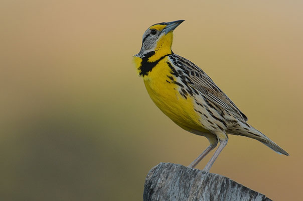 LERCHENSTÄRLING, EASTERN MEADOWLARK, STURNELLA MAGNA