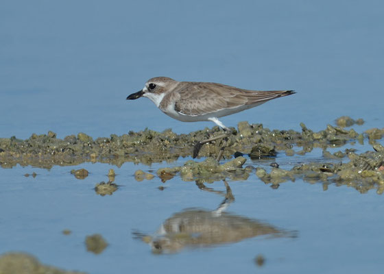 WÜSTENREGENPFEIFER, GREATER SAND PLOVER, CHARADRIUS LESCHENAULTII
