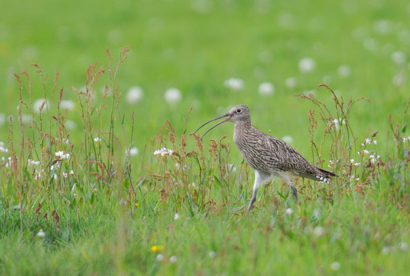 BRACHVOGEL, EURASIAN CURLEW, NUMENIUS ARQUATA