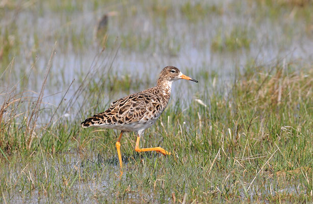 KAMPFLÄUFER, RUFF, PHILOMACHUS PUGNAX