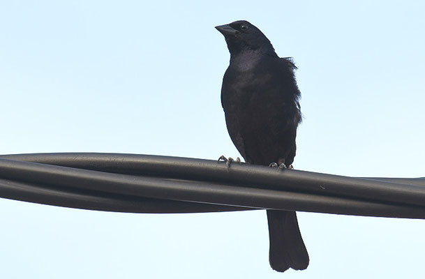 SCHWARZTANGARE, WHITE-LINED TANAGER, TACHYPHONUS RUFUS