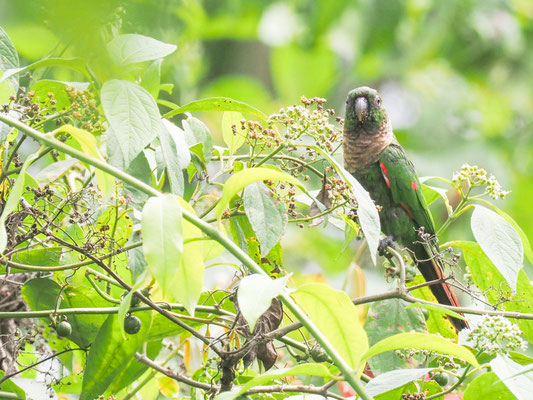 BRAUNSCHWANZSITTICH, MAROON-TAILED PARAKEET - PYRRHURA MELANURA