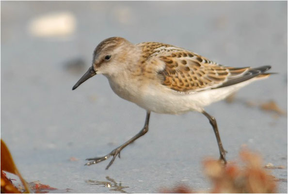 ZWERGSTRANDLÄUFER, LITTLE STINT, CALIDRIS MINUTA