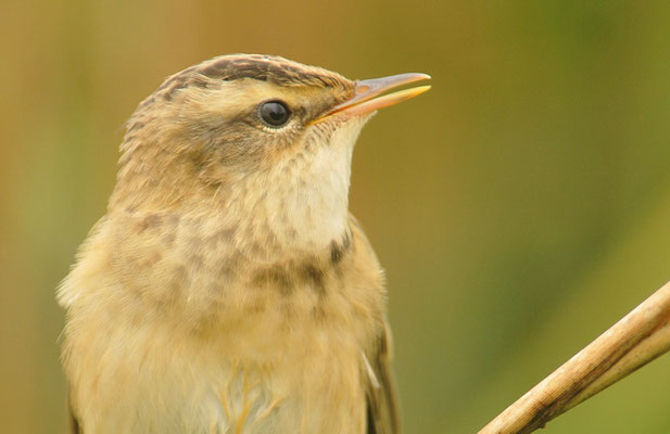 SCHILFROHRSÄNGER, SEDGE WARBLER, ACROCEPHALUS SCHOENOBAENUS