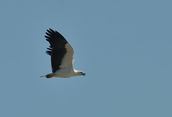 WEISSBAUCHSEEADLER, WHITE-BELLIED SEA EAGLE, HALIAEETUS LEUCOGASTER