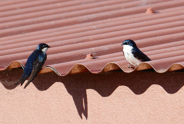 SCHWARZSTEISSSCHWALBE, BLUE-AND-WHITE-SWALLOW, PYGOCHELIDON CYANOLEUCA